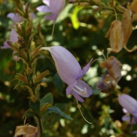 Strobilanthes diandra var. densa (C.B.Clarke) J.R.I.Wood
